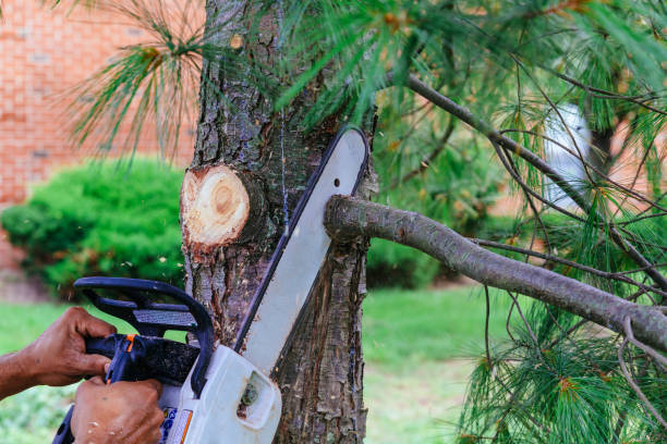 How Our Tree Care Process Works  in  Westlake, OH